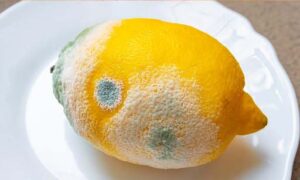 Citrons